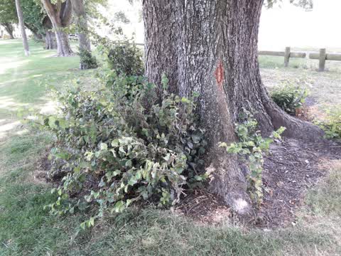 Parks, a report photo
