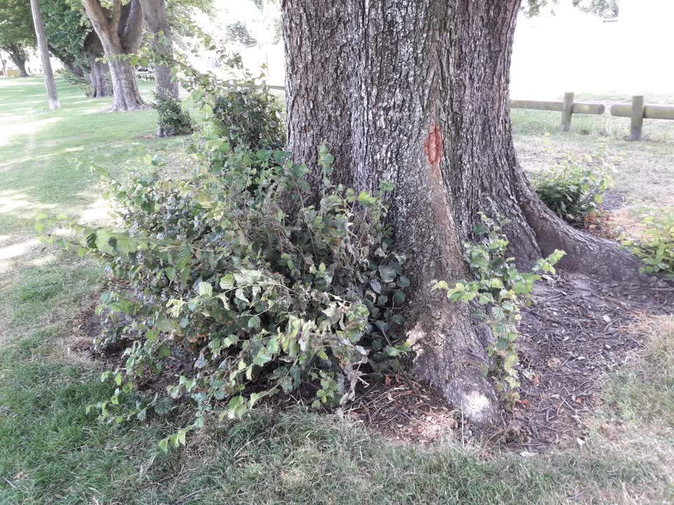 The photograph attached to this parks report