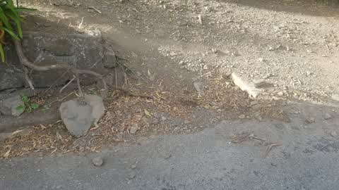 Roading/Streets, a report photo