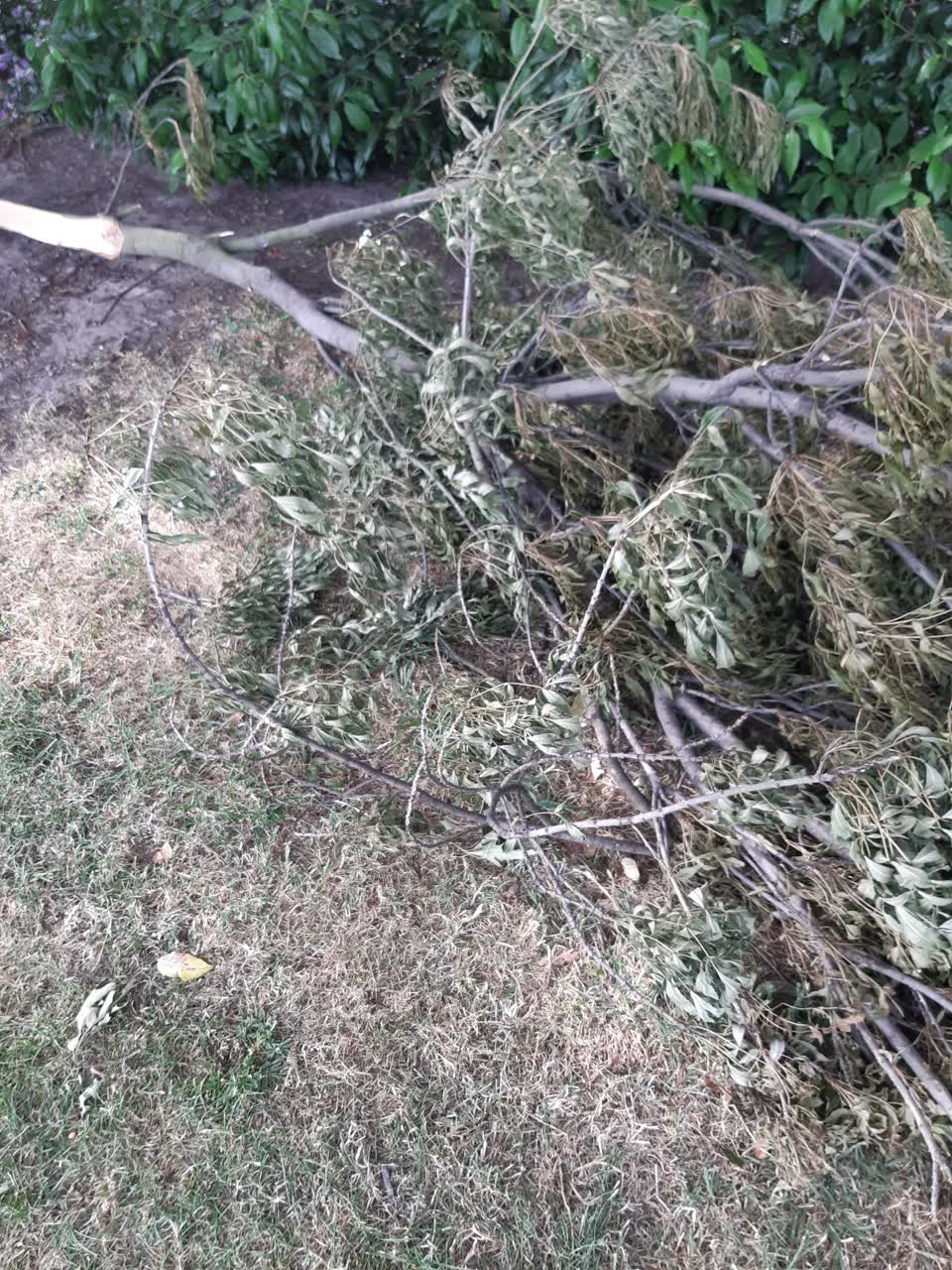 The photograph attached to this parks report
