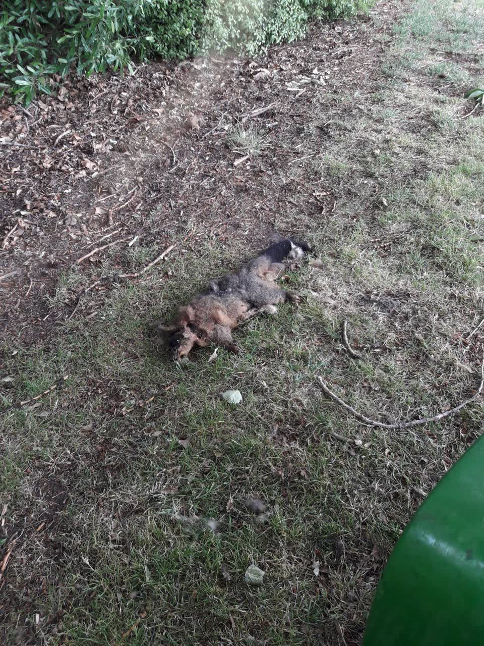 The photograph attached to this parks report