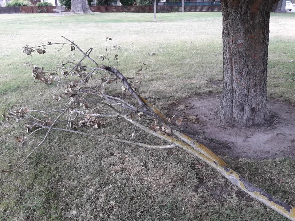 The photograph attached to this parks report
