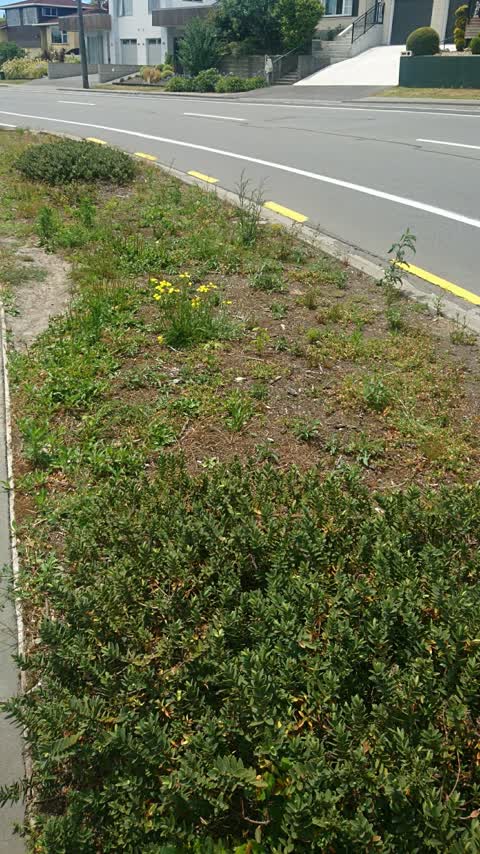 Roading/Streets, a report photo