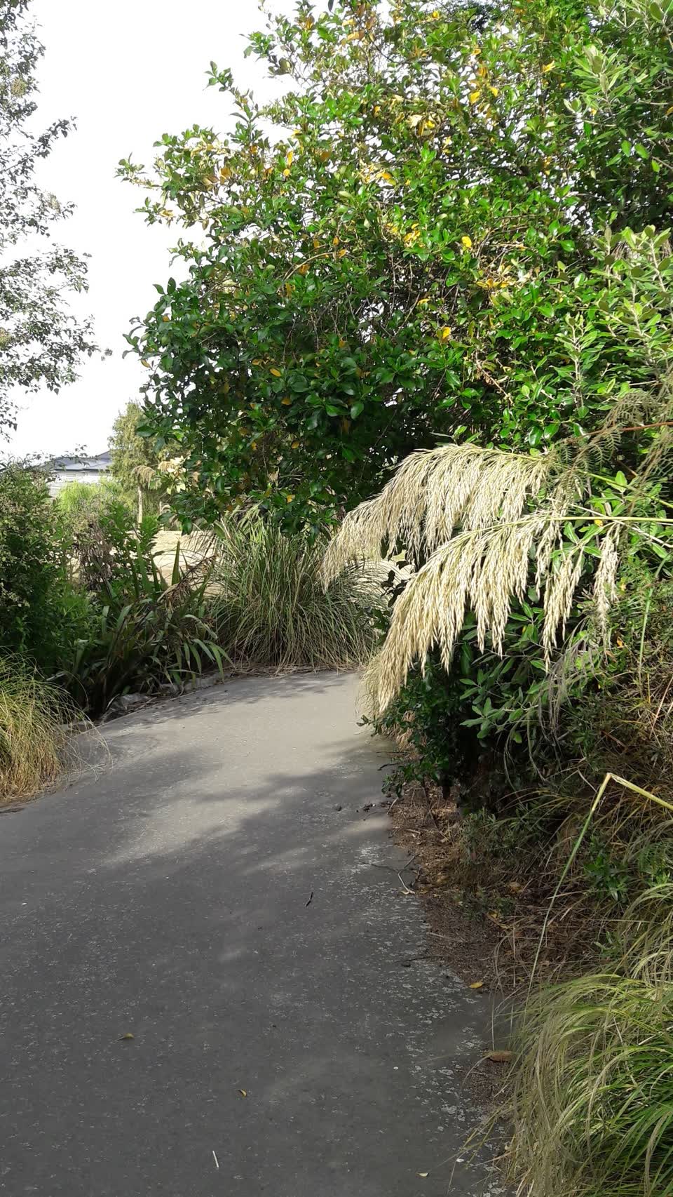 The photograph attached to this parks report
