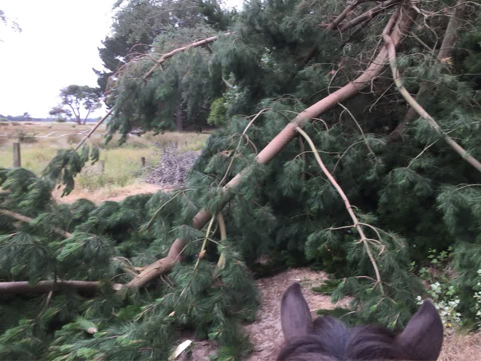 The photograph attached to this parks report