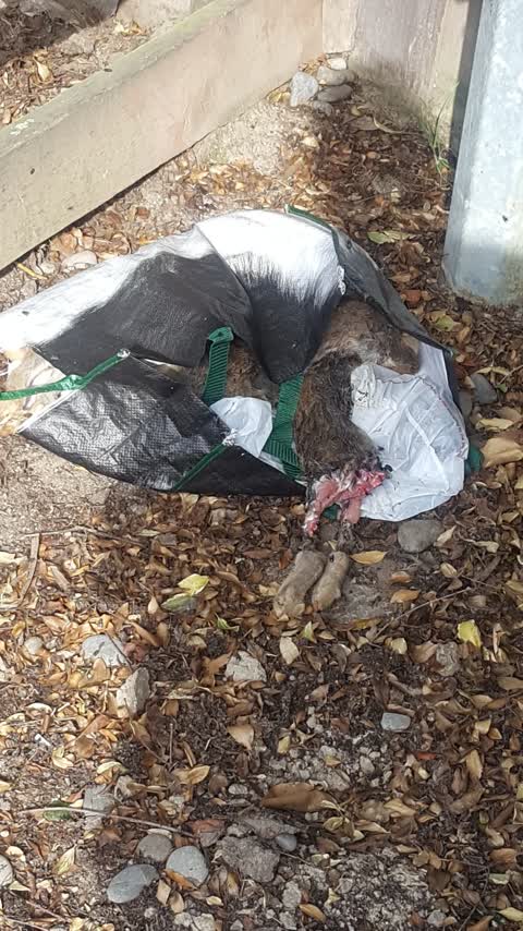 Rubbish/Recycling, a report photo
