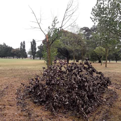 Parks, a report photo