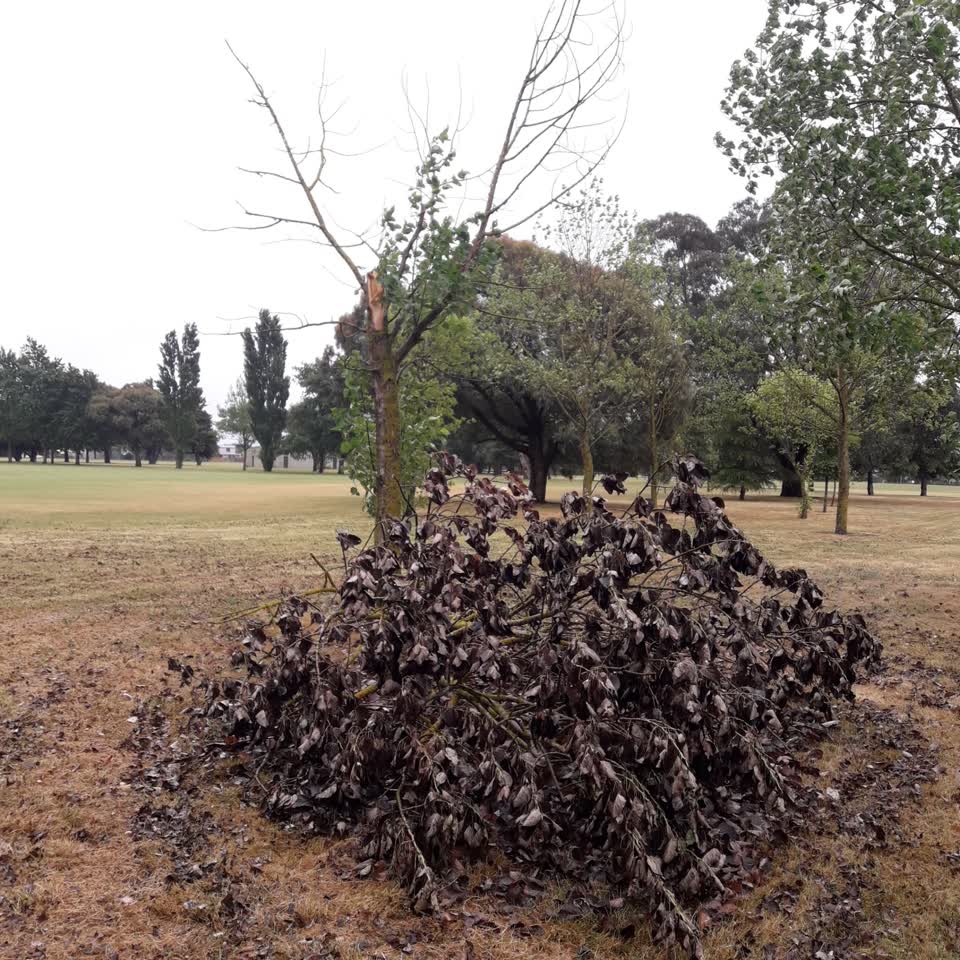 The photograph attached to this parks report