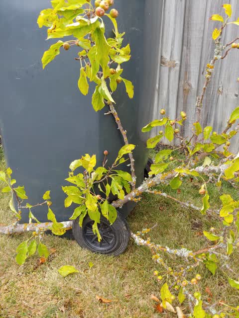 Rubbish/Recycling, a report photo