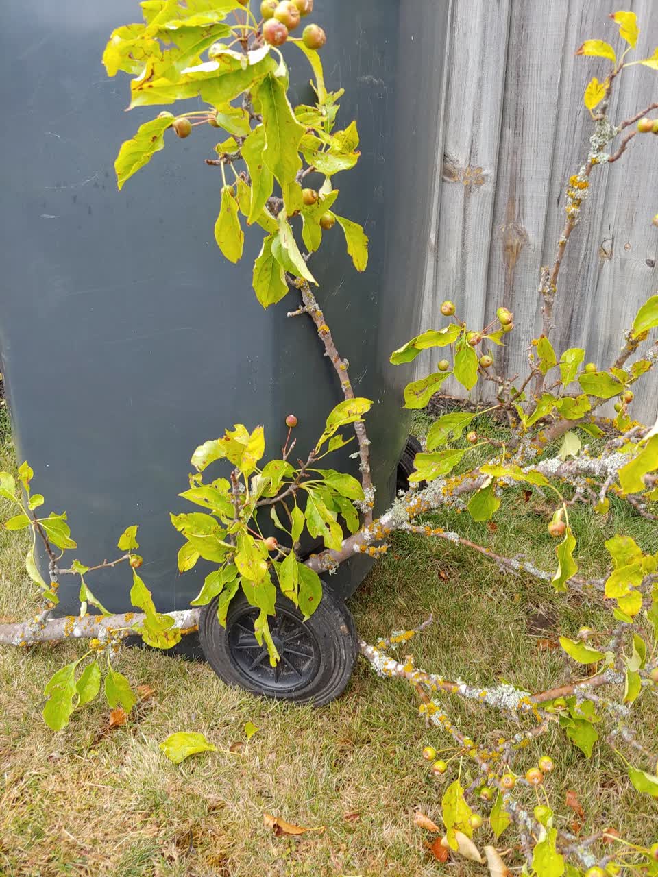 The photograph attached to this rubbish/recycling report