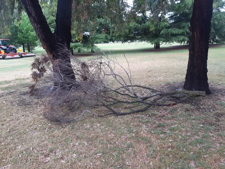 The photograph attached to this parks report