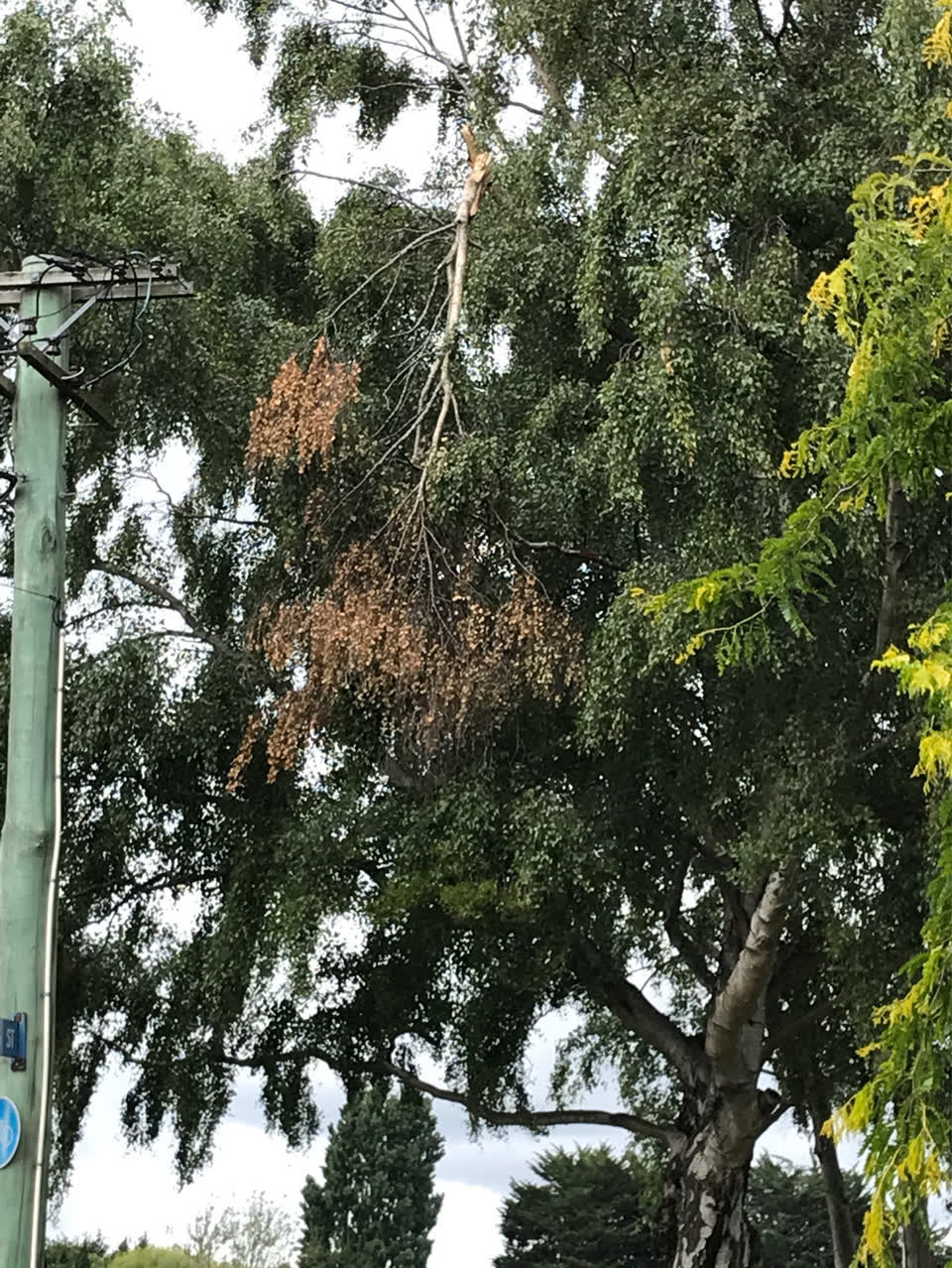 The photograph attached to this parks report