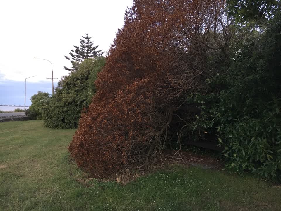 The photograph attached to this parks report