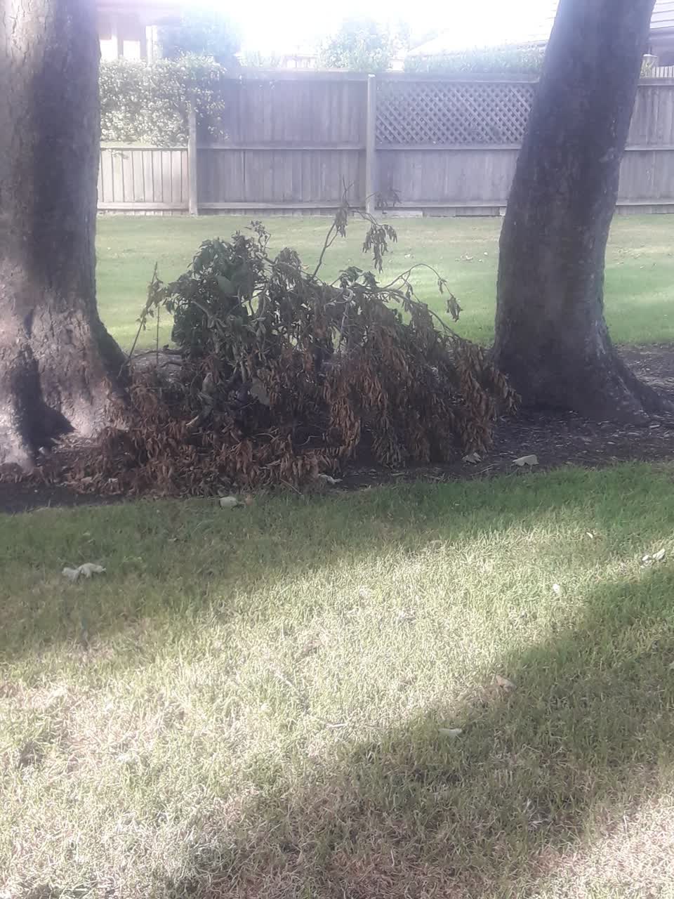 The photograph attached to this parks report