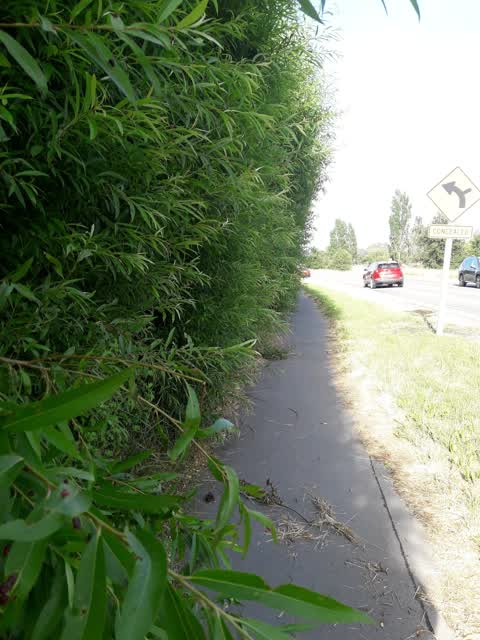 Roading/Streets, a report photo
