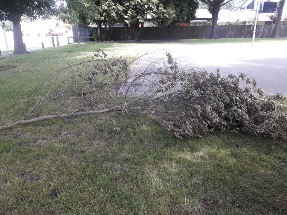 The photograph attached to this parks report