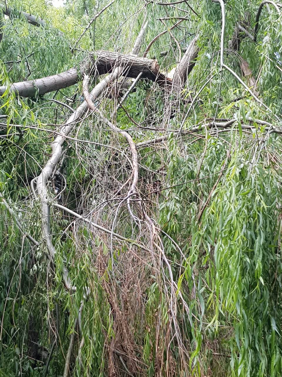 The photograph attached to this parks report