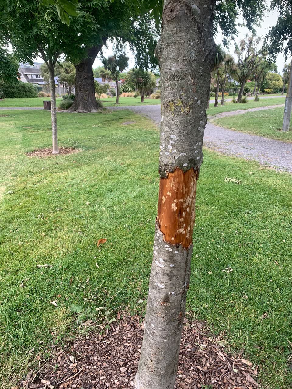 The photograph attached to this parks report