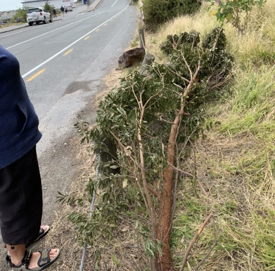 The photograph attached to this parks report