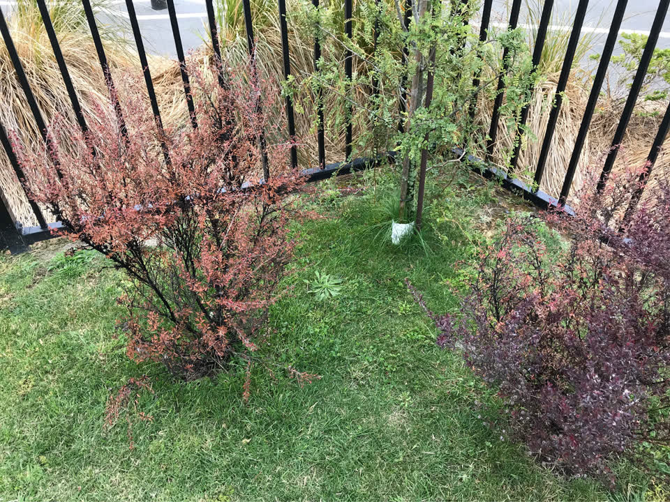The photograph attached to this parks report