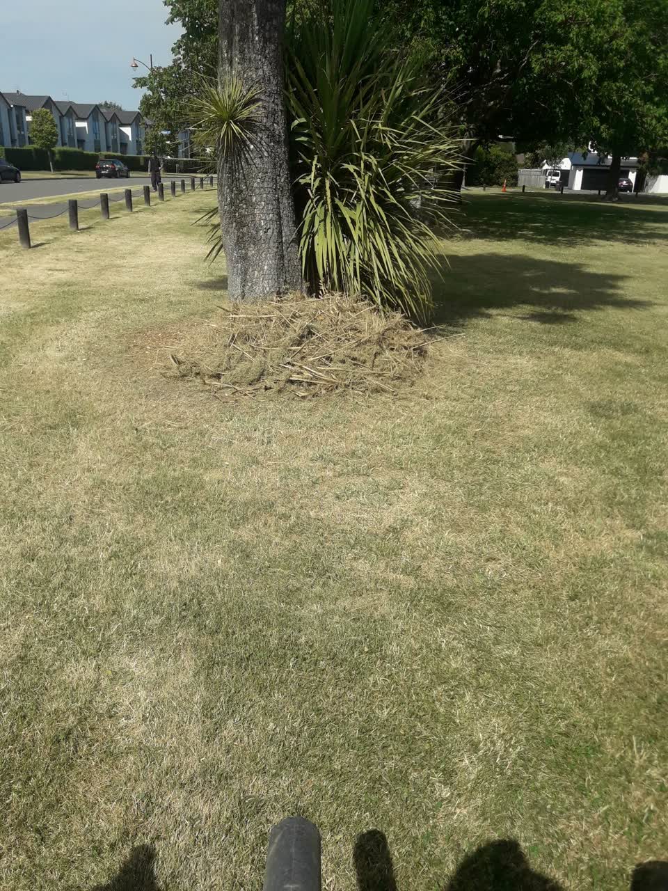 The photograph attached to this parks report