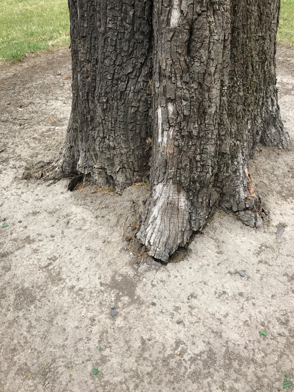 The photograph attached to this parks report