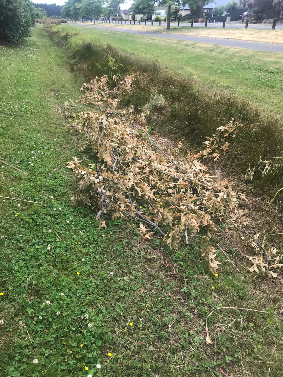 The photograph attached to this parks report
