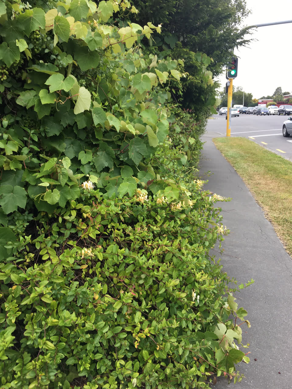 The photograph attached to this parks report