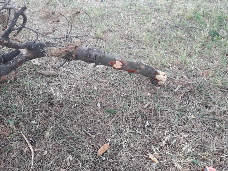 The photograph attached to this parks report