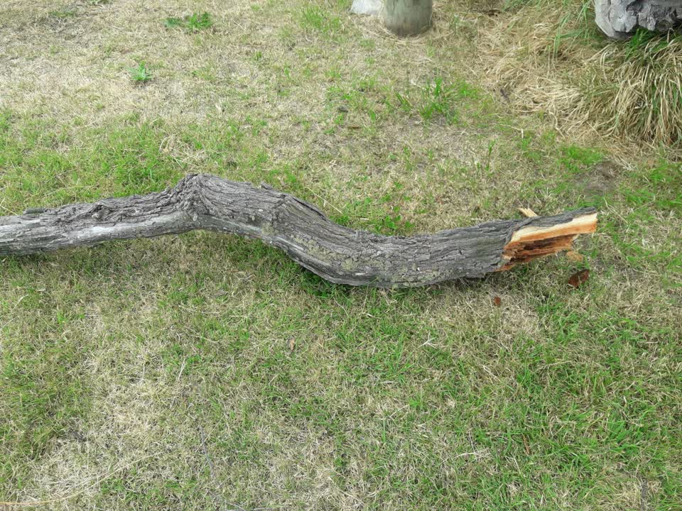The photograph attached to this parks report