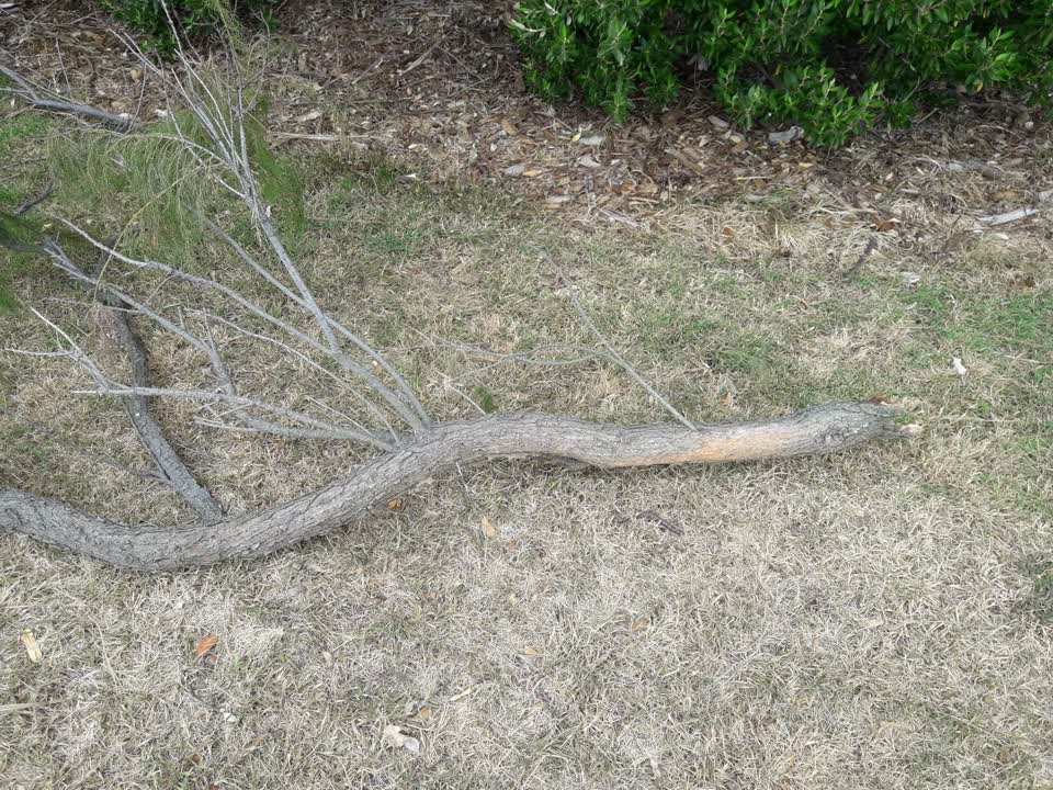 The photograph attached to this parks report
