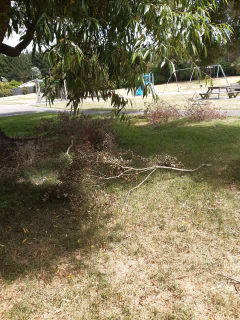 Parks, a report photo