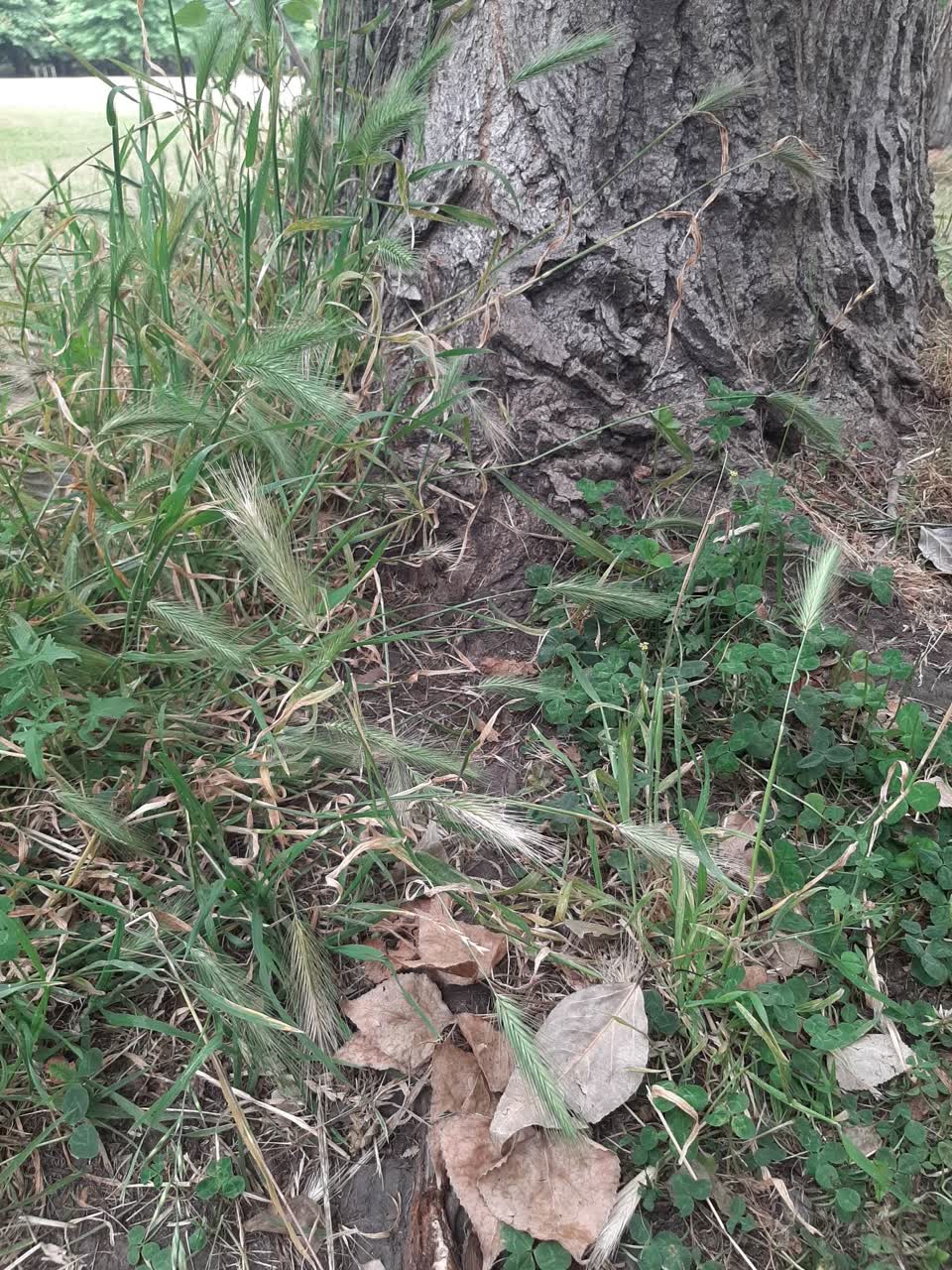 The photograph attached to this parks report