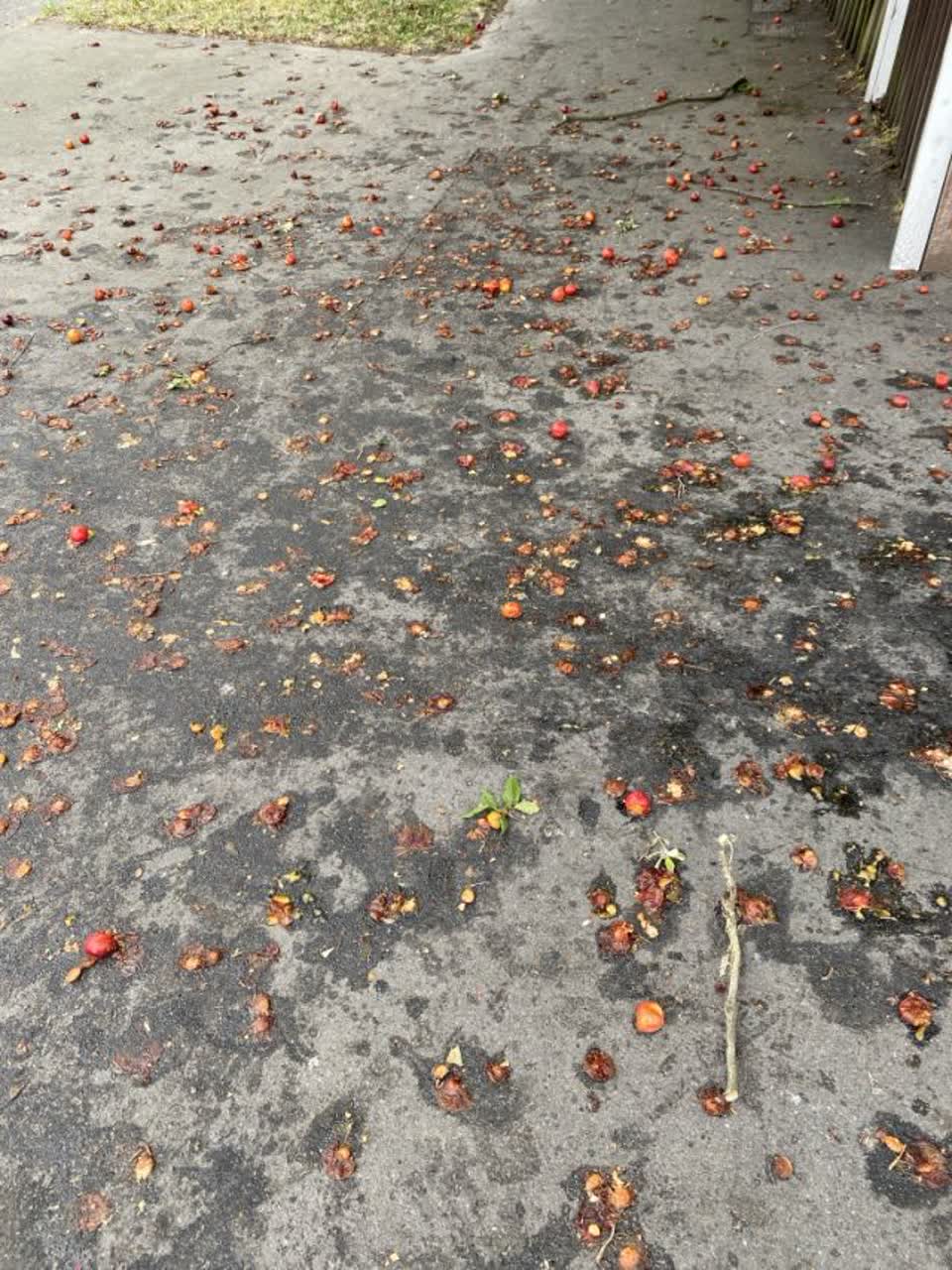 The photograph attached to this parks report