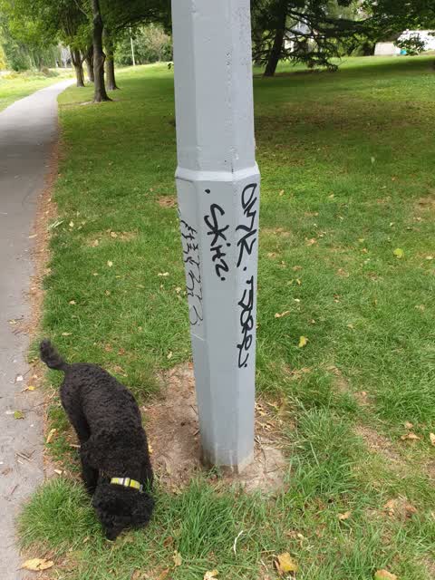 Graffiti, a report photo