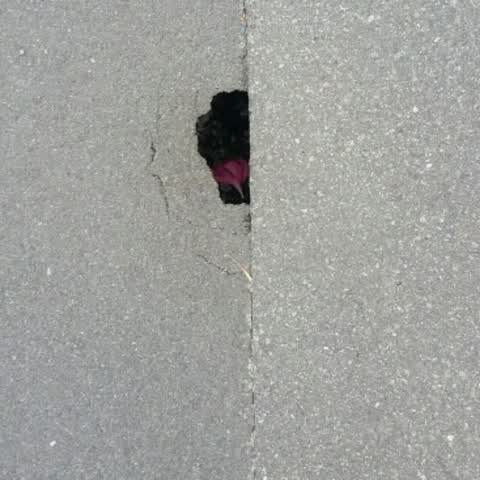 Roading/Streets, a report photo