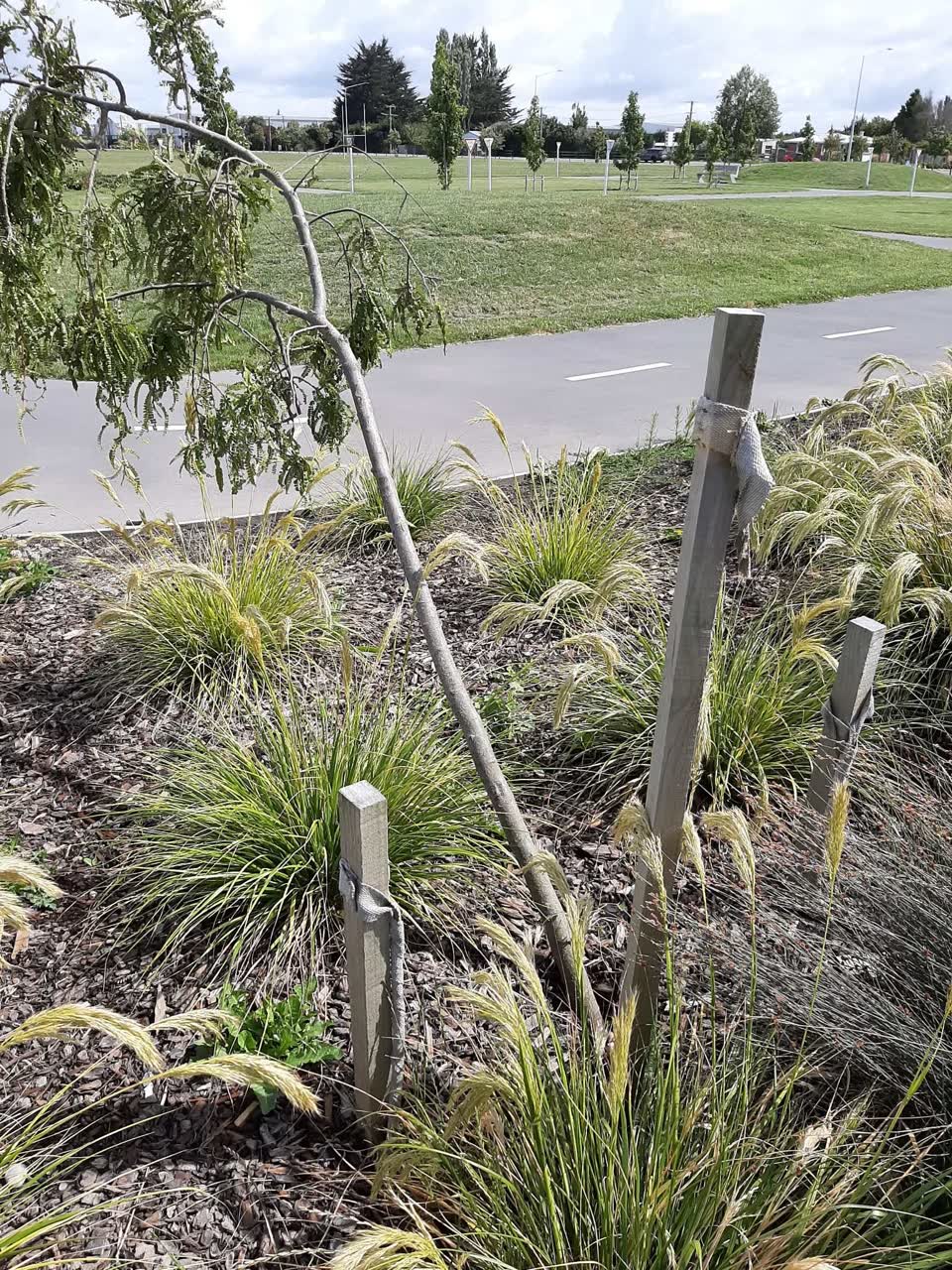 The photograph attached to this parks report