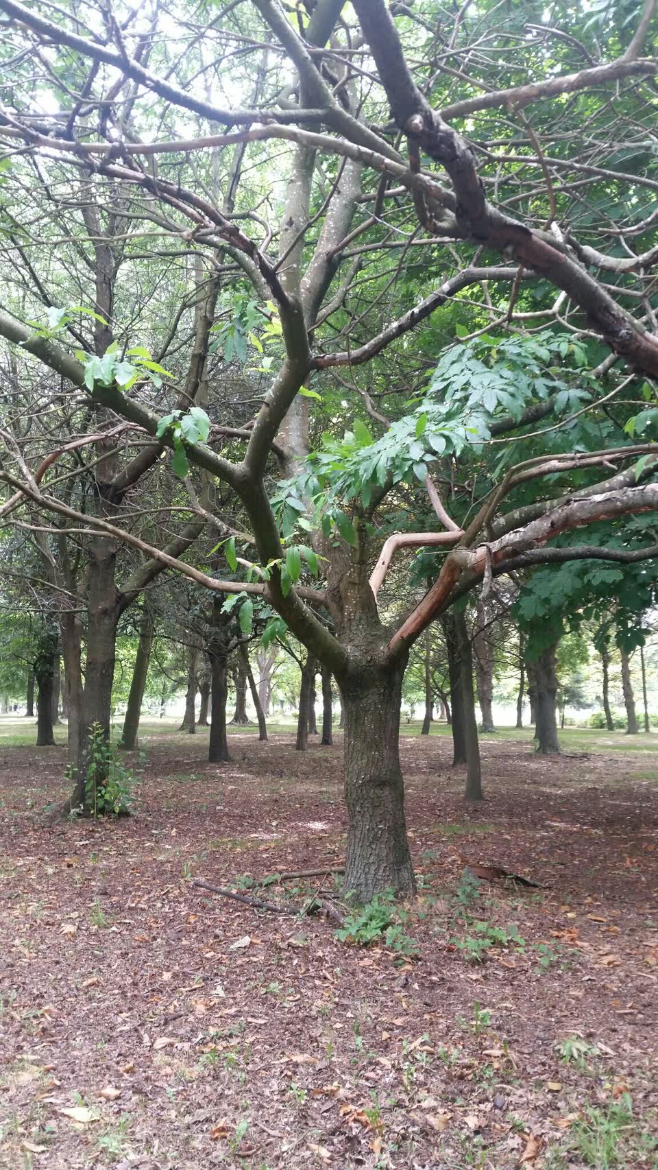 The photograph attached to this parks report
