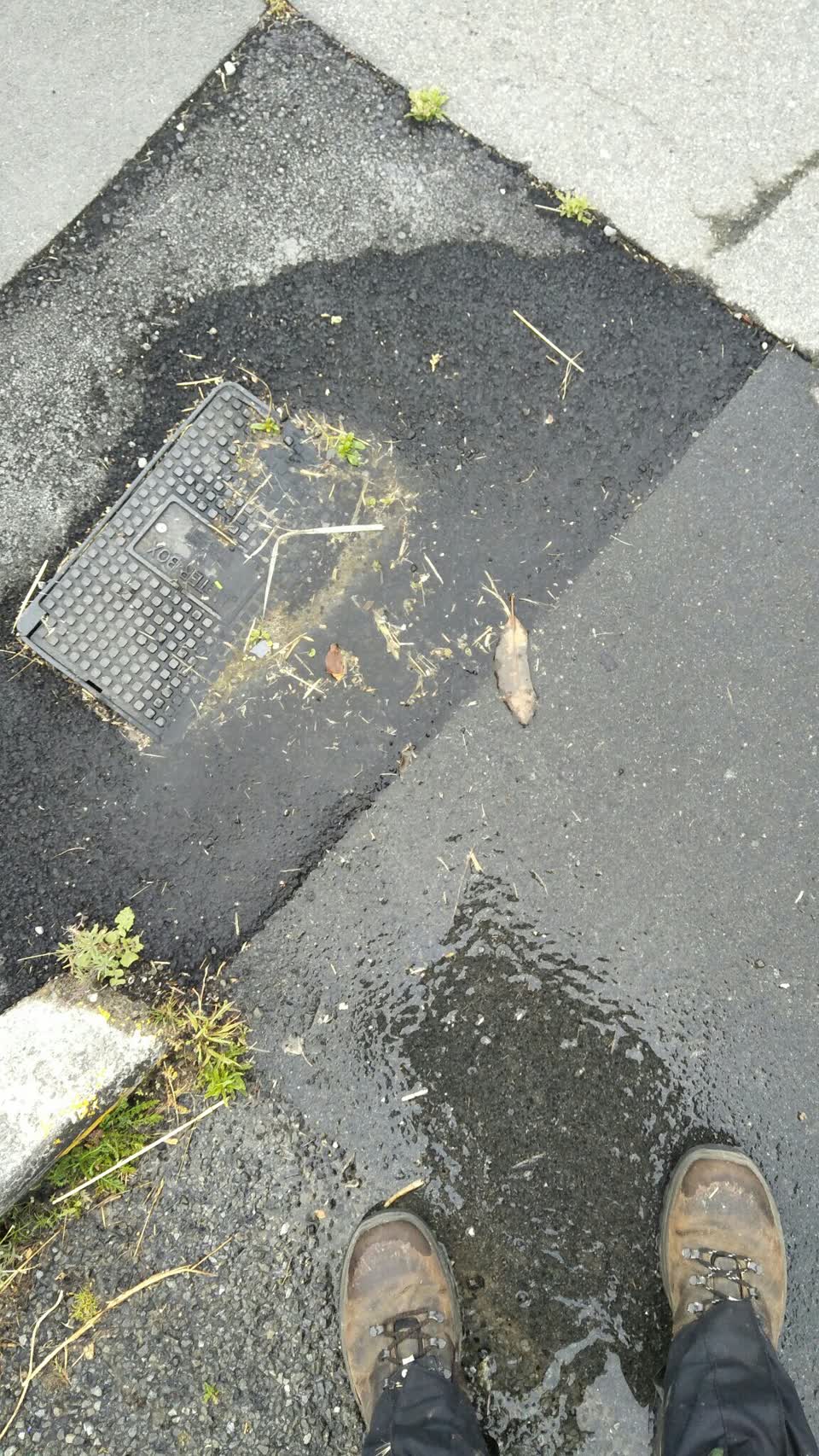 The photograph attached to this water supply report
