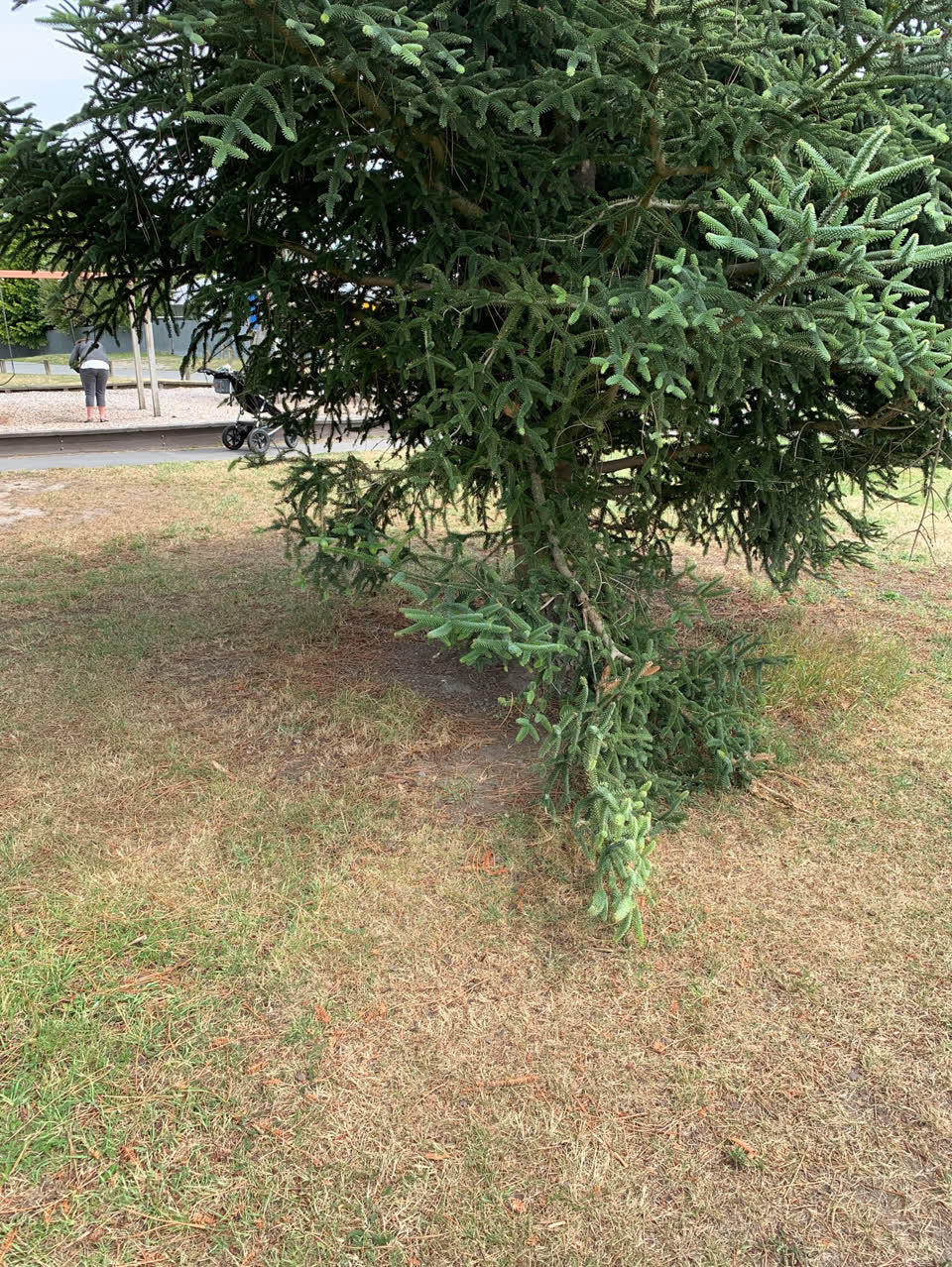 The photograph attached to this parks report