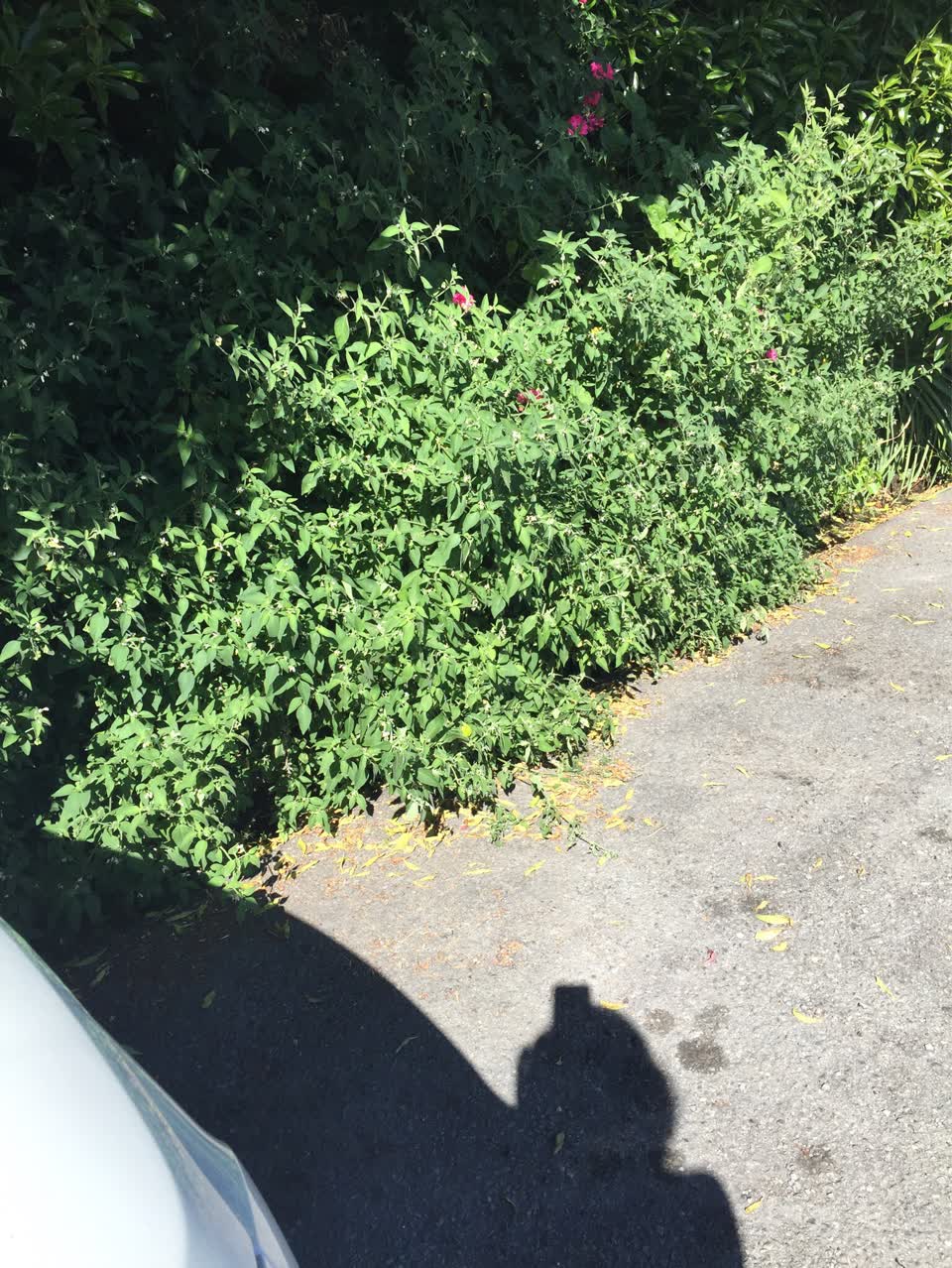 The photograph attached to this parks report