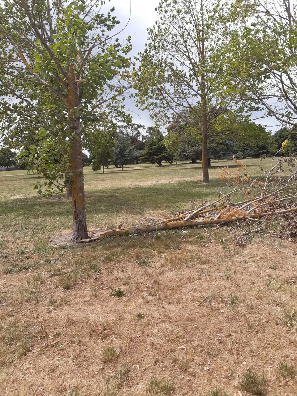 The photograph attached to this parks report