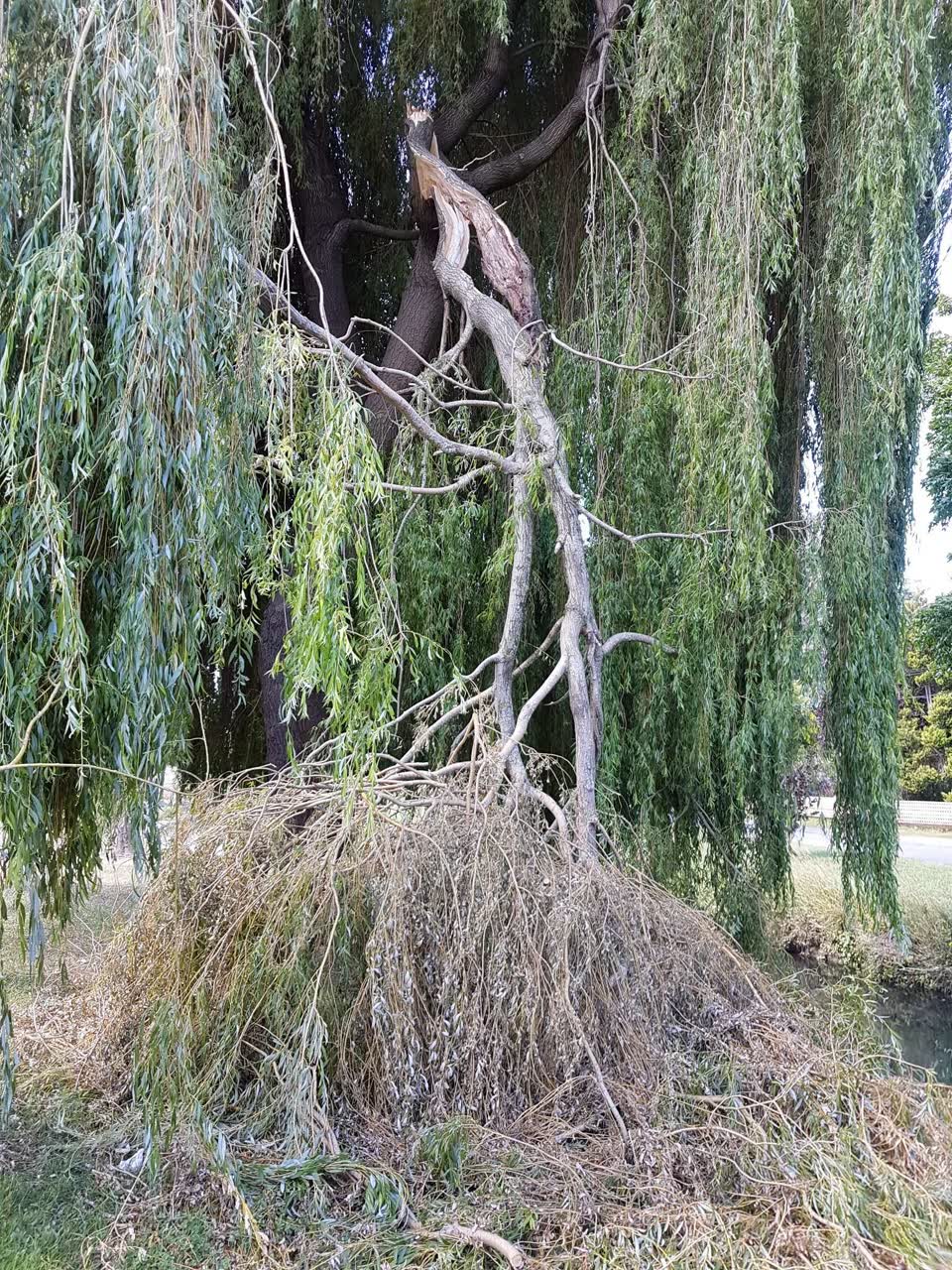 The photograph attached to this parks report
