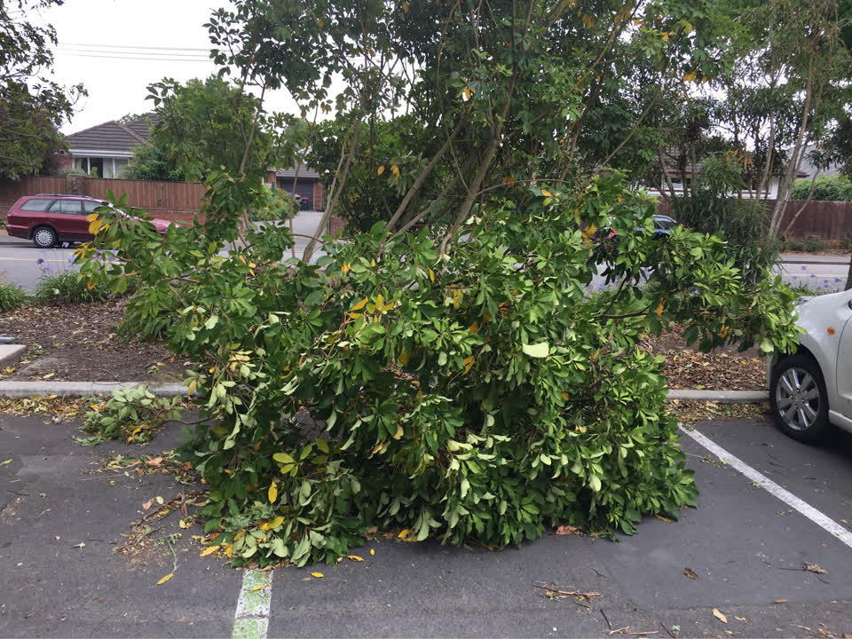 The photograph attached to this parks report