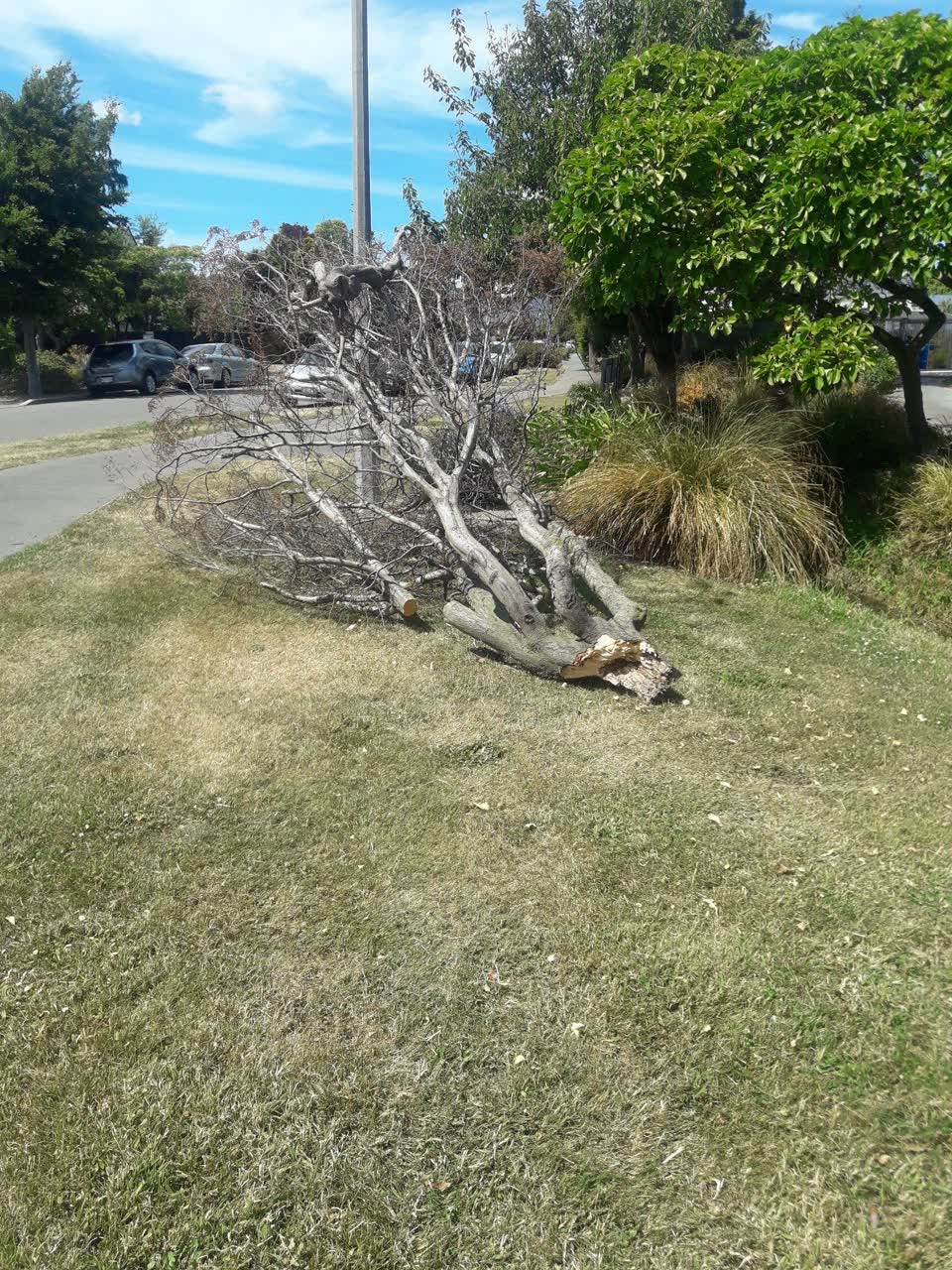 The photograph attached to this parks report