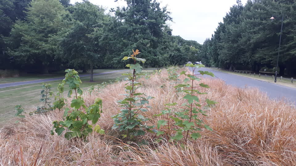 The photograph attached to this parks report