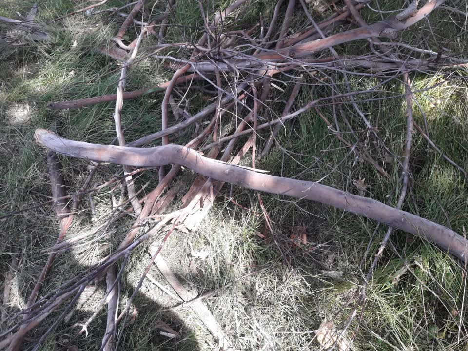 The photograph attached to this parks report