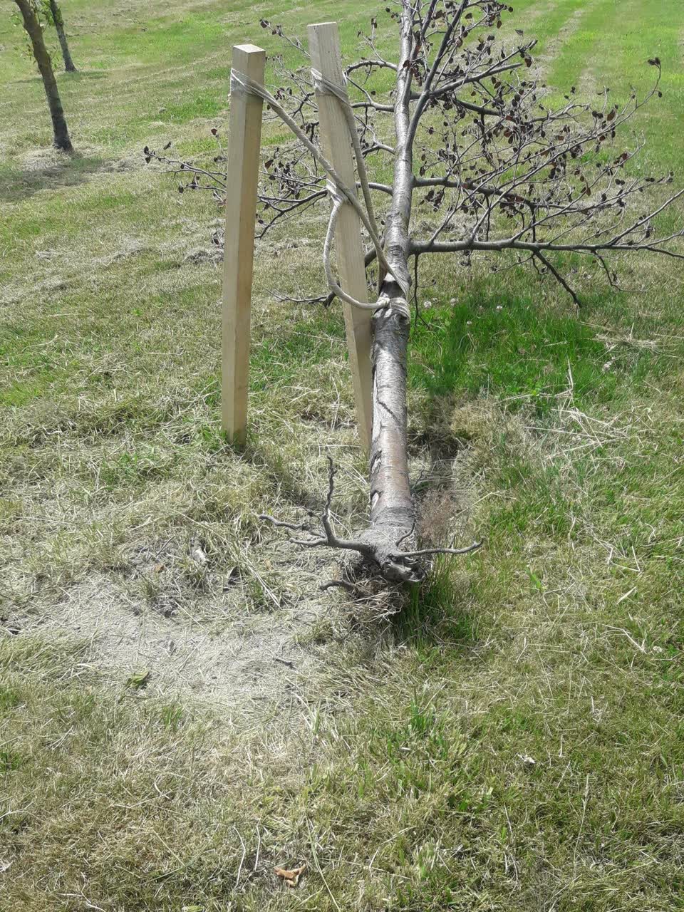 The photograph attached to this parks report