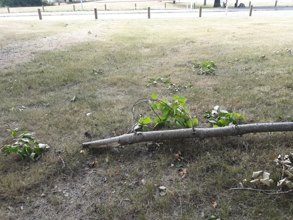 The photograph attached to this parks report
