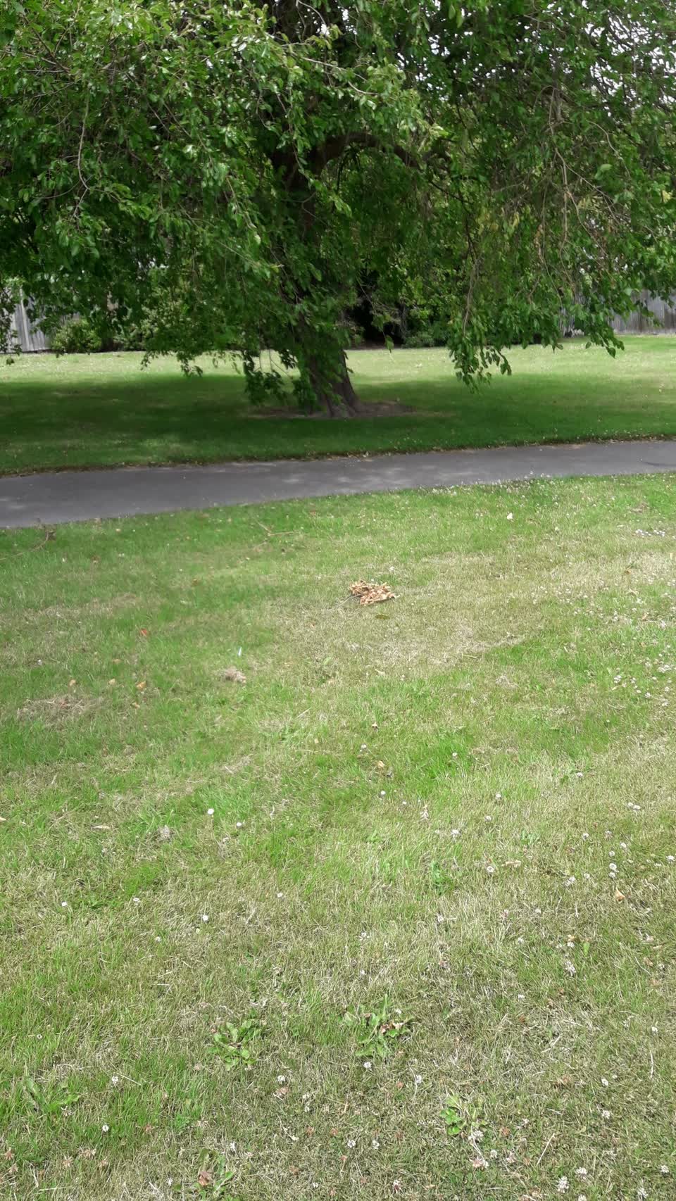 The photograph attached to this parks report